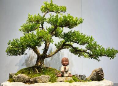 盆景公司取名字大全最新(精选200个)