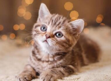 以猫为名的公司名称大全267个