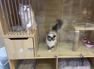 眼前一亮的宠物店名(精选200个)