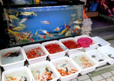 好听顺口的鱼店名字（精选200个）